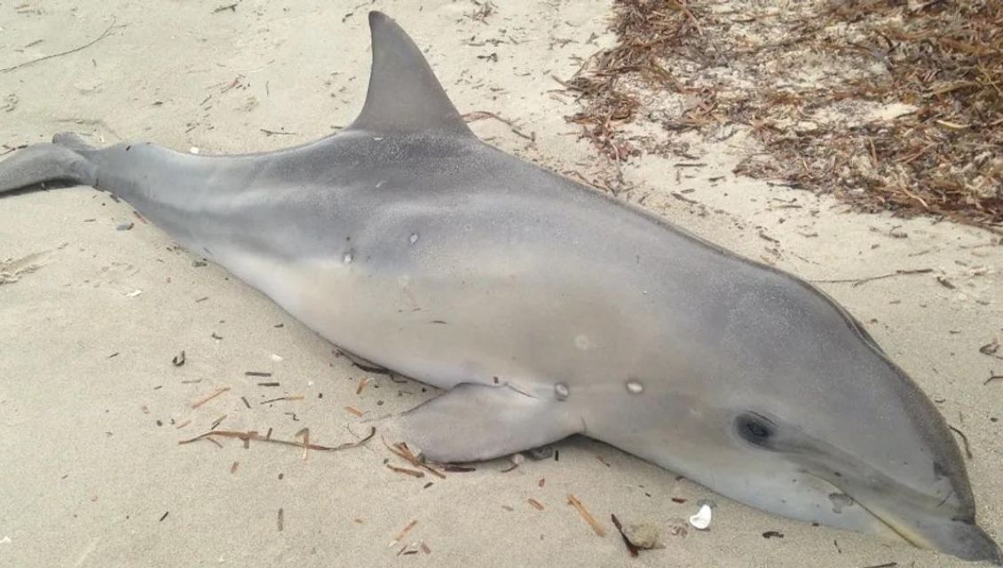 What to do if you find a stranded marine mammal in SA
